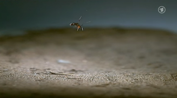 hormiga-cayendo-y-sobreviviendo
